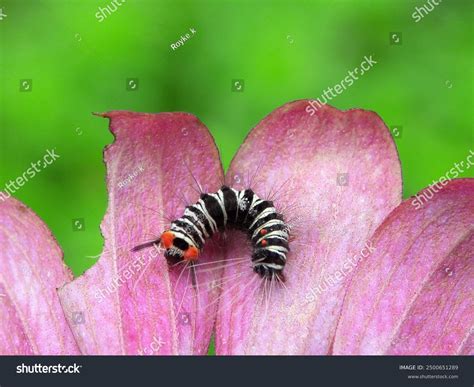 Army Worms Armyworms Spodoptera Frugiperda Stock Photo 2500651289 ...