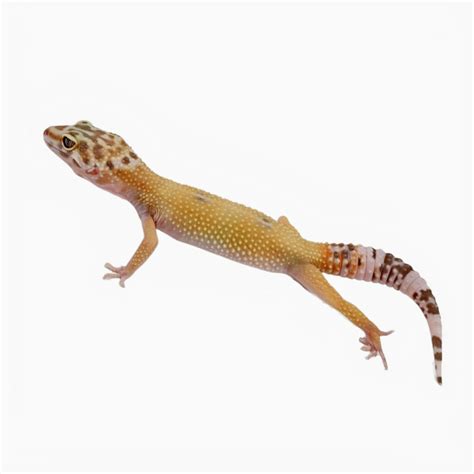 Albino Gecko Leopard