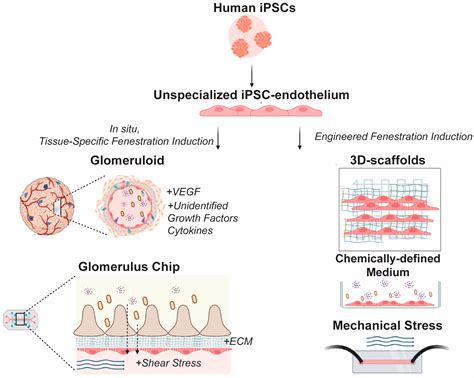Fenestrated Endothelial Cells across Organs: Insights into Kidney ...