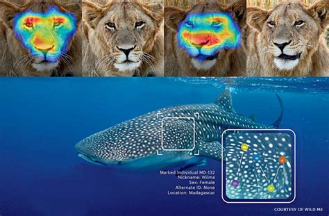 Image result for Computer Vision Wildlife