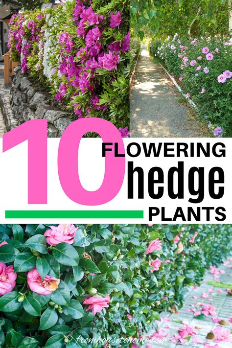 Flowering Shrubs For Hedges Hedge Plants | Garden Shrubs