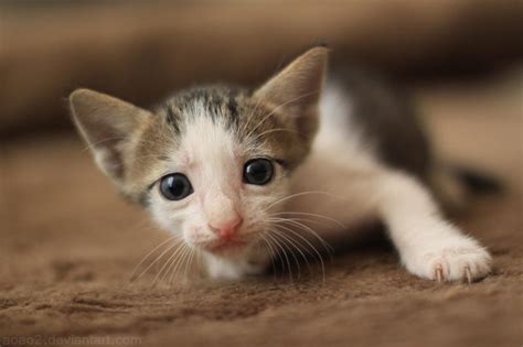 Yavru Hayvan Resimleri - Sayfa 17