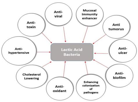 Lactic Acid Bacteria as Mucosal Immunity Enhancers and Antivirals ...