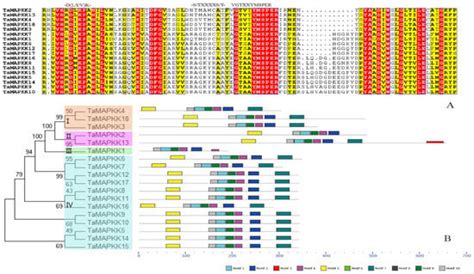 Genome-Wide Identification and Analysis of MAPK and MAPKK Gene Families ...