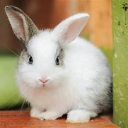 Image result for Cute Cuddly Bunnies