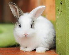 Image result for Little Bunnies