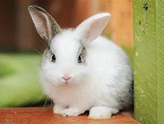 Image result for Super Cute Bunny No Color