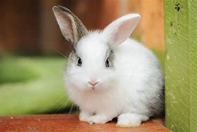 Image result for Cutest Bunny X 2