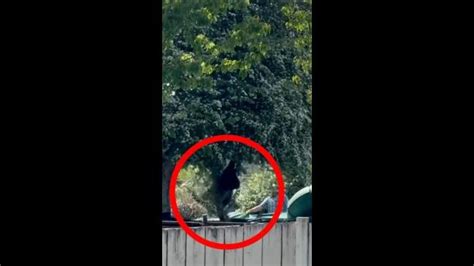 Image result for Bears Falling From Cliffs