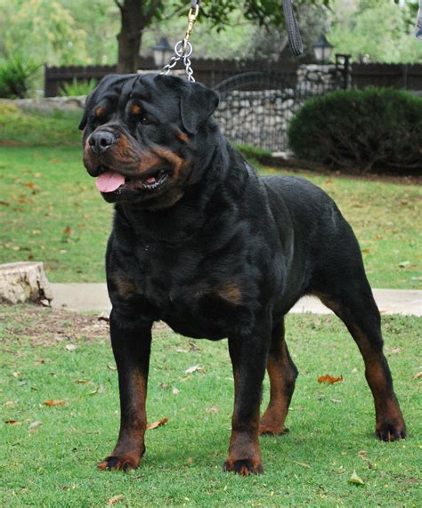 Rottweiler Big Dogs