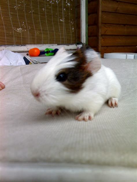 Meerschweinchen Kleinanzeigen