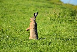Image result for Marsh Hare