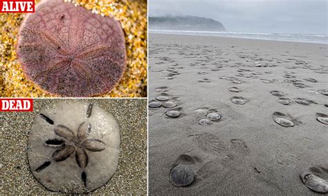 Live Sand Dollar