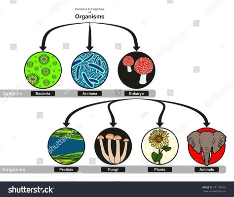 Domain Kingdoms Organisms Classification Chart Infographic: стоковая ...