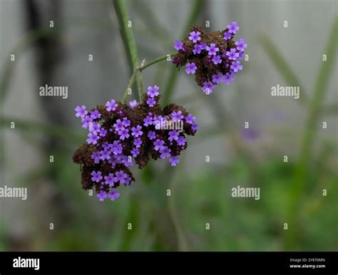 Tuberous Vervain purple flowers (Verbena rigida), Verbenaceae Stock Photo - Alamy