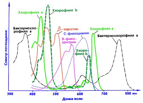 Рис. 24(бот-ка). Спектры поглощения хлорофиллов и бета-каротина