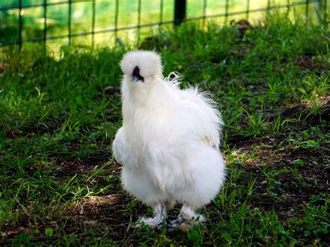 Fluffy Chicken Breed