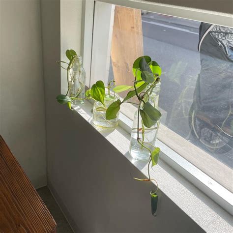 観葉植物の植え替え | 高槻市津之江町美容院H i t o | 高槻市津之江町美容室H i t o(ヒト)