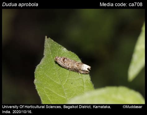Dudua aprobola (Meyrick, 1886) - Mango Flower Webworm | Moths