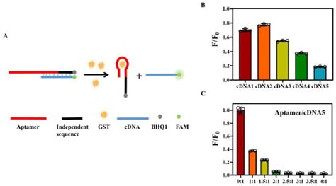 A Double-Stranded Aptamer for Highly Sensitive Fluorescent Detection of ...