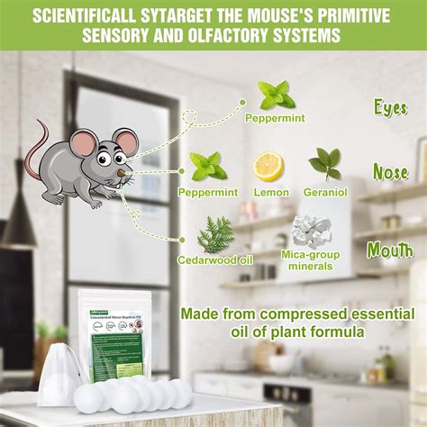 Buy Wanqueen 10 Pack Mouse Repellent, Rat Repellent Peppermint Oil to ...