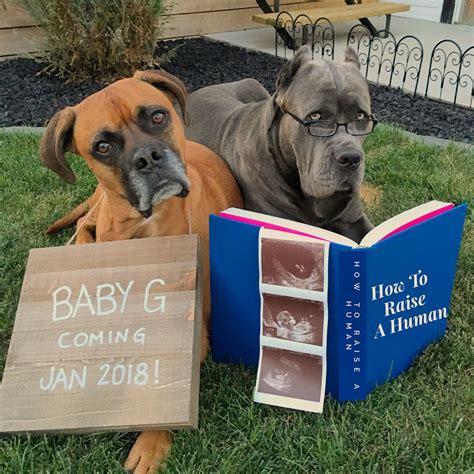 Pregnancy announcement with dogs | Dog baby announcement, Dog pregnancy ...