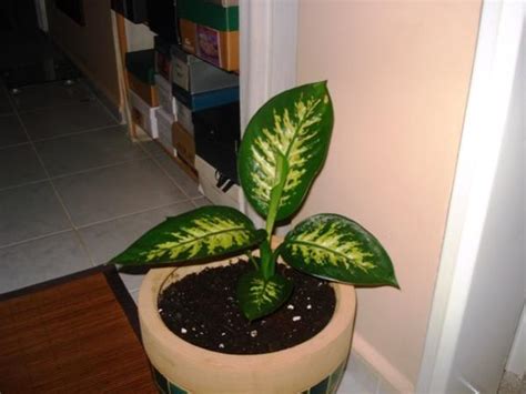 Bionem Mikrobiyal Gübre Hakkında - Page 6 - agaclar.net