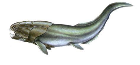 Image result for Fish Stink Meme