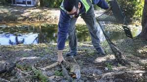 Florida freeze: More than 5,000 cold-stunned iguanas collected by ...