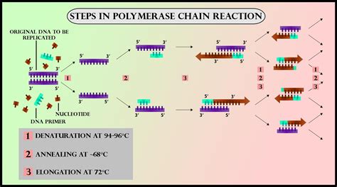 Image result for PCR Primer Example
