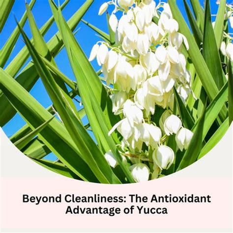Yucca Extract: Harnessing Nature's Gift for Sensitive Skin | Clinikally