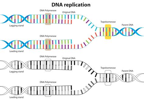 DNA Double Helix Poster | ubicaciondepersonas.cdmx.gob.mx