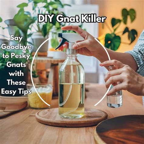 DIY Gnat Killer: Say Goodbye To Pesky Gnats With These Easy Tips ...