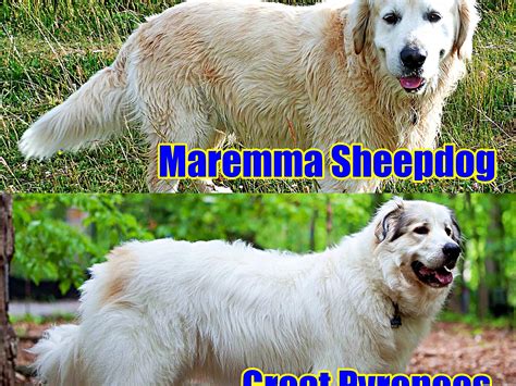 Maremma Sheepdog vs. Great Pyrenees: 10 Differences - PetHelpful
