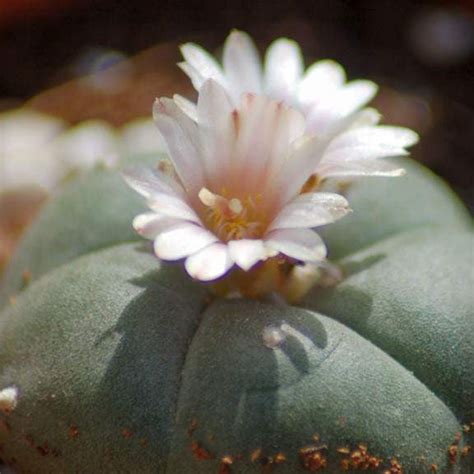 Lophophora Williamsii Whiskey Cactus Plant Online