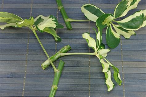 Dwarf Umbrella Tree (Schefflera arboricola)