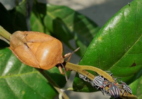 这种常见的虫子会放味道奇臭的屁，但有的却能吃，有人专门养殖