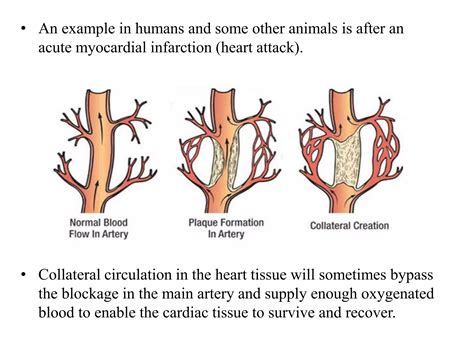 Types of circulation | PPTX