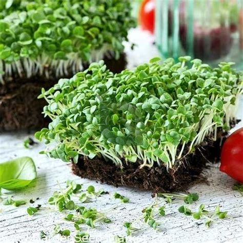 Basil Green Microgreen Seeds – Non-GMO & Aromatic – Buy Online