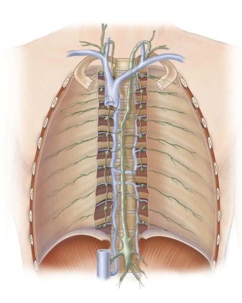 Image result for Lymphatic Trunks Function Diagram