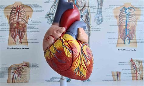 Routine Protamine Use Enhances Hemostasis and Reduces Vascular ...