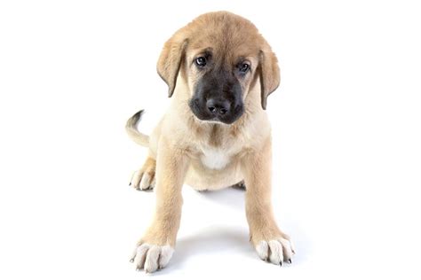 Spanish mastiff puppies for sale online
