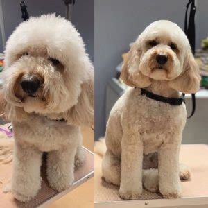 Best Types of Cockapoo Haircuts styles