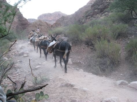 Image result for Mule 4 Foreach Example