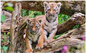 Roar Tiger Poster - Tiger posters - Tiger poster for room - tiger ...