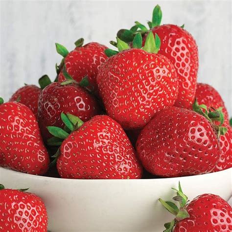 Buy GardenersDream Strawberry 'Marshmello' Fast Growing Bare Root ...