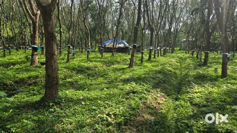 3.25 acre rubber plantation for sale - Lands & Plots in Pazhakutty ...