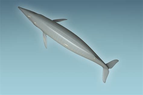 Image result for Whale 3D Tutorial SolidWorks