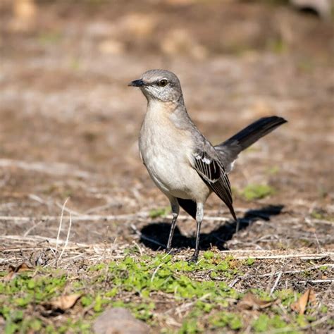 What Do Mockingbirds Eat? - BirdWatching