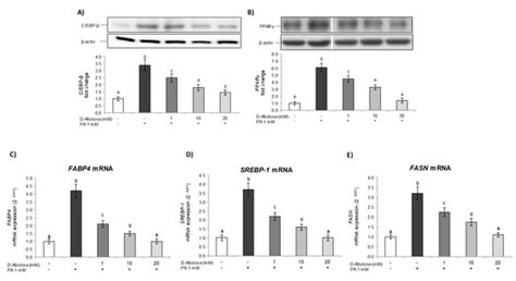 D-Allulose Reduces Hypertrophy and Endoplasmic Reticulum Stress Induced ...